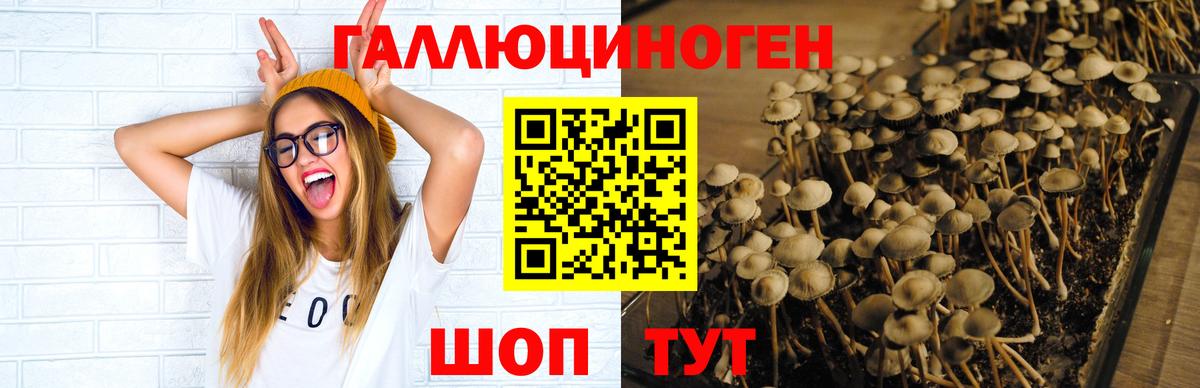 Галлюциногенные грибы GOLDEN TEACHER  Вход с VPN  Тамбов 